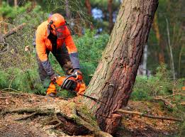 How Our Tree Care Process Works  in  Piedmont, AL